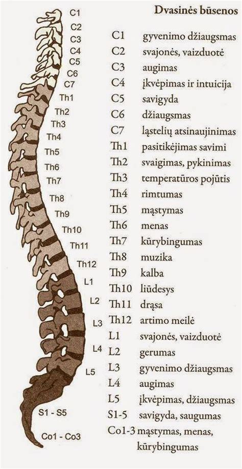 Stuburo sandara ir fiziologiniai linkiai