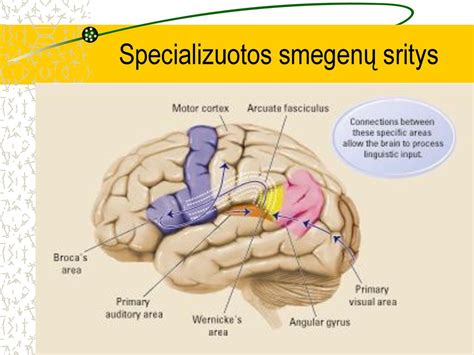 Vaiko smegenų schema su pažymėtomis kalbos zonomis