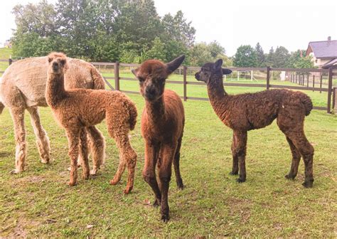 Alpakų glostymas ir maitinimas