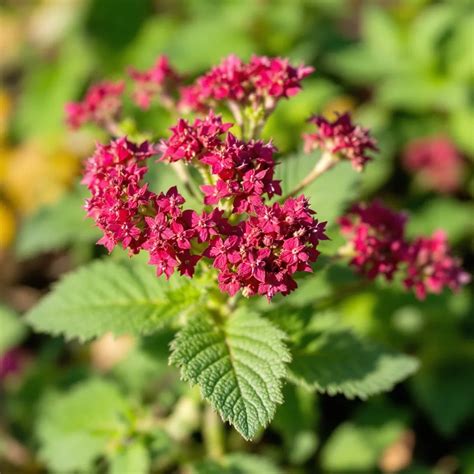 įvairūs egzotiniai augalai