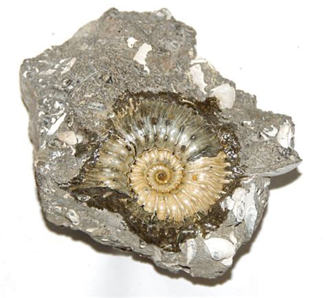 Mikrobų fosilijų vaizdas