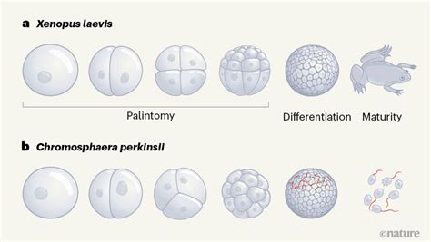 Chromosphaera perkinsii ląstelių augimo schema