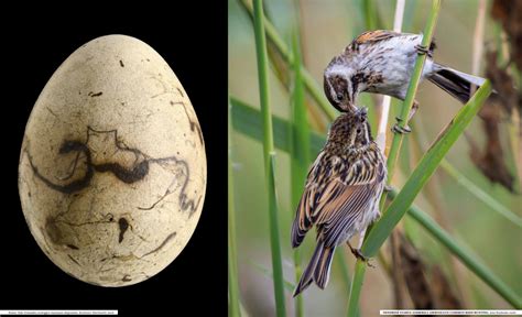 Paukščio kiaušinio pjūvis su paaiškinimais