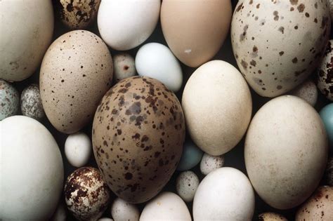 Paukščių kiaušinių įvairovė spalvų ir raštų