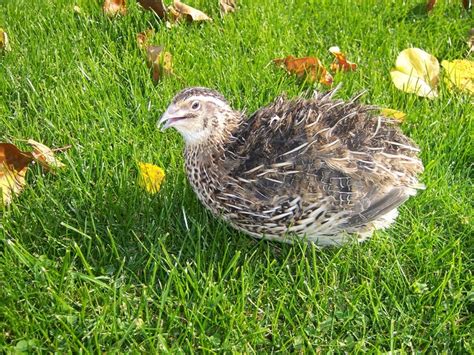 Putpelės ir vištos kiaušinių dydžio palyginimas