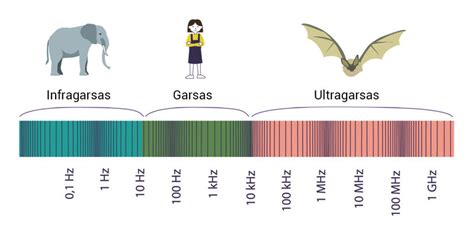 Schema, iliustruojanti ultragarso bangų sklidimą ir atspindėjimą nuo skirtingų žmogaus kūno audinių.