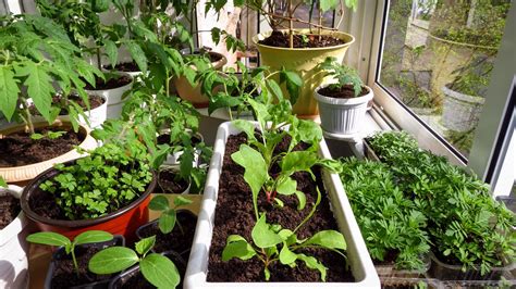 Daržovės auginamos ant palangės