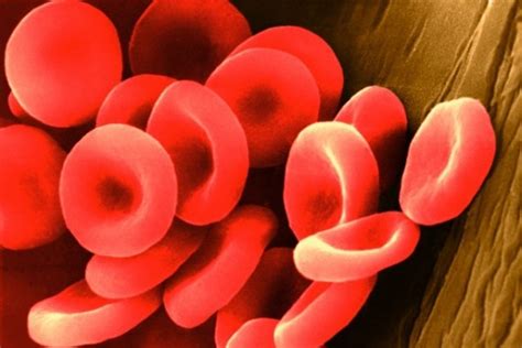 Eritrocitų padidėjimas kraujo tyrimo schemoje