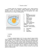 Vištos kiaušinio sandara
