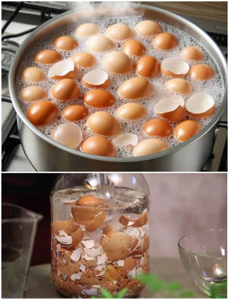 Kiaušinių plūdrumo testas vandenyje