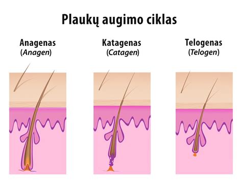plaukų augimo ciklas