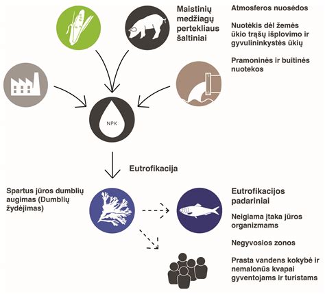 schematinis kiaušinio dalių ir jose esančių maistinių medžiagų pavaizdavimas