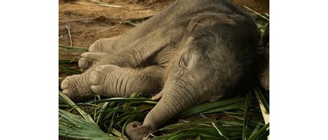 azijos dramblio jauniklis