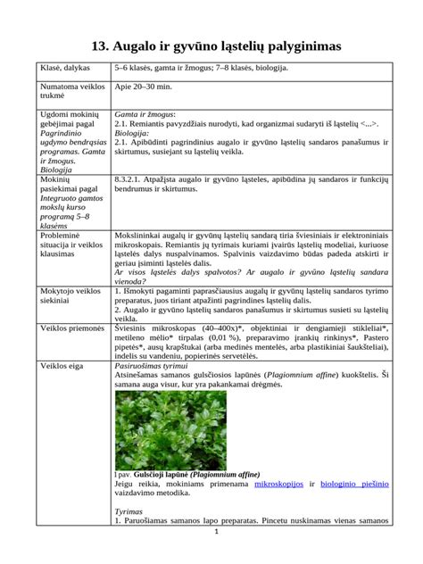 Kamieninių ląstelių palyginimas