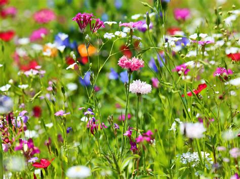 vasaros pievos su gėlėmis