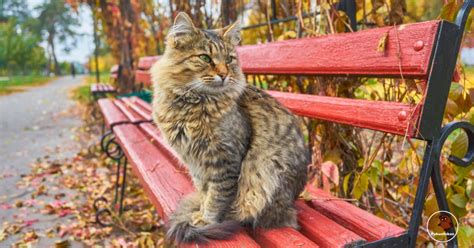 katė mieganti ant suoliuko