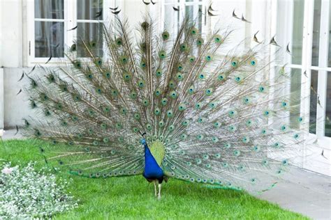 Puikuojantis povas su išskleista uodega