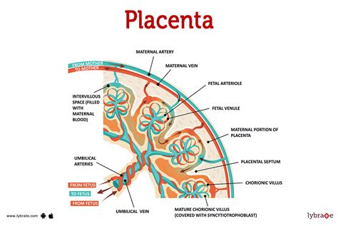 Gimdanti placenta