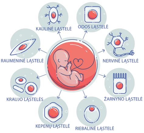 Placentos kamieninės ląstelės