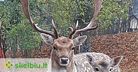 Danieliai Telšių žvėrinčiuje