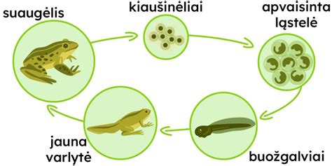 Embriono ir vaisiaus vystymosi stadijos