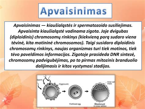 Kiaušialąstės ir spermatozoido susiliejimas