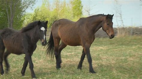 Arklių slėnis gamtos apsuptyje