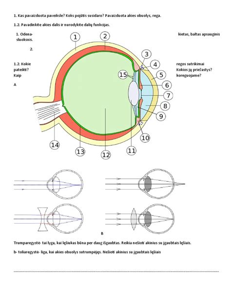 Diagrama, vaizduojanti akies sandarą