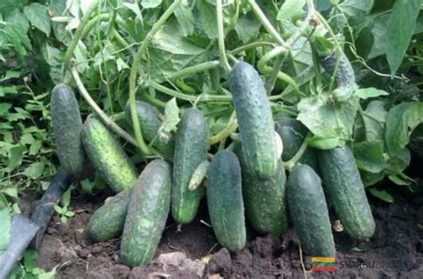 Agurkų lysvė su gausiu derliumi