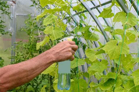 Agurkų laistymas po šaknimis