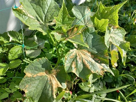Agurkų lapai su miltligės požymiais