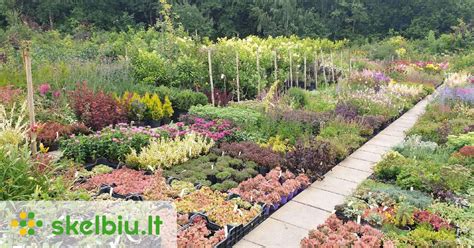 Įvairūs prieskoniniai augalai lauko vazone