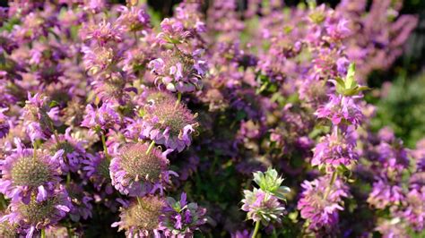 Monarda su rožiniais žiedais