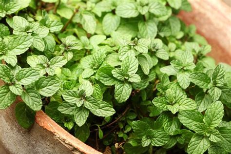 Čiobrelių augalas su mažais lapeliais