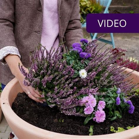 Gėlynas su levandomis ir kitais prieskoniniais augalais