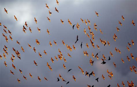 vizualizacija, rodanti paukščių migracijos kelius per pasaulį