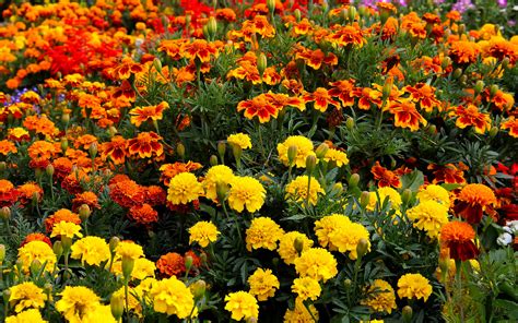 Gvazdikiniai augalai