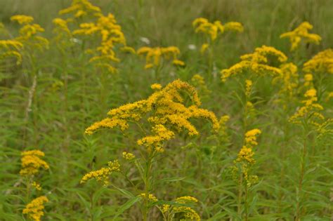 Kanadinė rykštenė (Solidago canadensis)