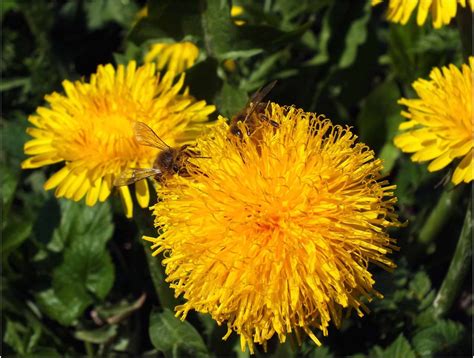 Paprastoji kiaulpienė (Taraxacum officinale)