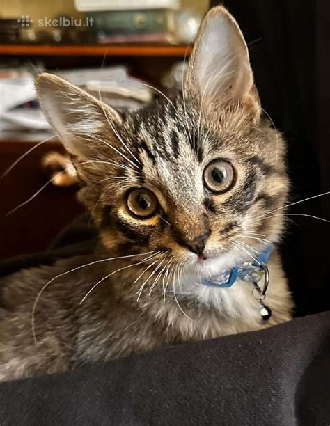 Naujagimis kačiukas su placenta