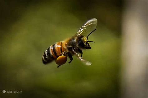 Bitės žydinčiame lauke