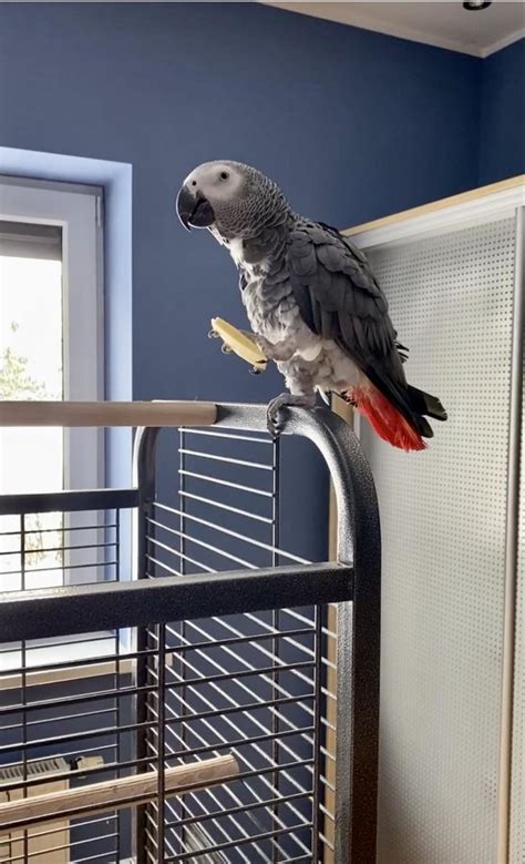 Spalvota papūga su krepšiu