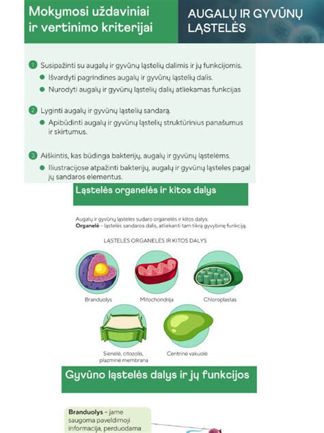 Diagrama, iliustruojanti vaisingumo ciklo fazes ir ovuliacijos testų veikimą