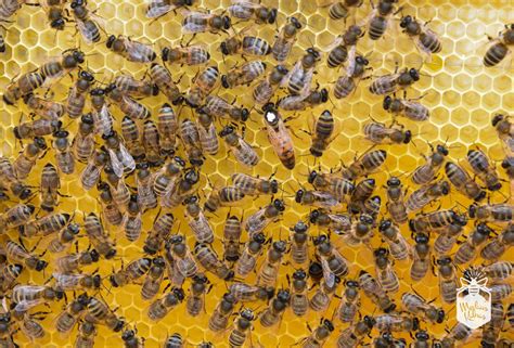 Jaunos bitės, išskiriančios bičių pienelį