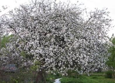 Obelų žydėjimas pavasarį