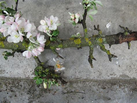 Bitės ant obelų žiedų