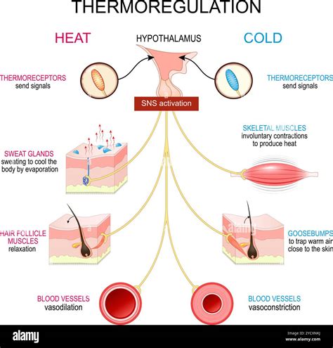 Temperature regulation diagram