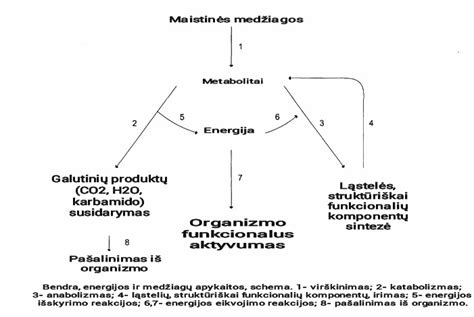 Vaiko organizmo medžiagų apykaitos schema