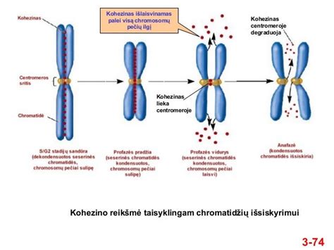 Schema: chromosomų nulemiama lytis (XX ir XY)