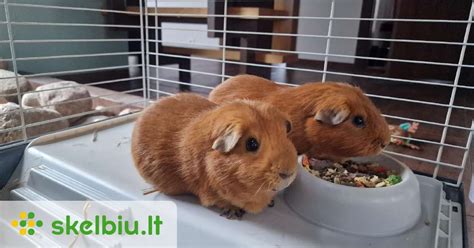 Naujagimio kiaulytės narvelis su kraiku ir maistu